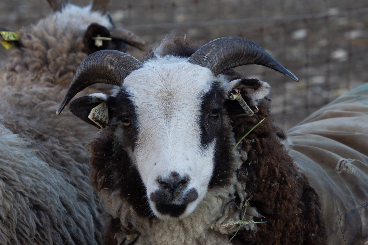 【pooo3】wagnus Aqualice Sheep PV Domino 0495-838 - Ewe, 2024 — Pure Valais Blacknose Sheep